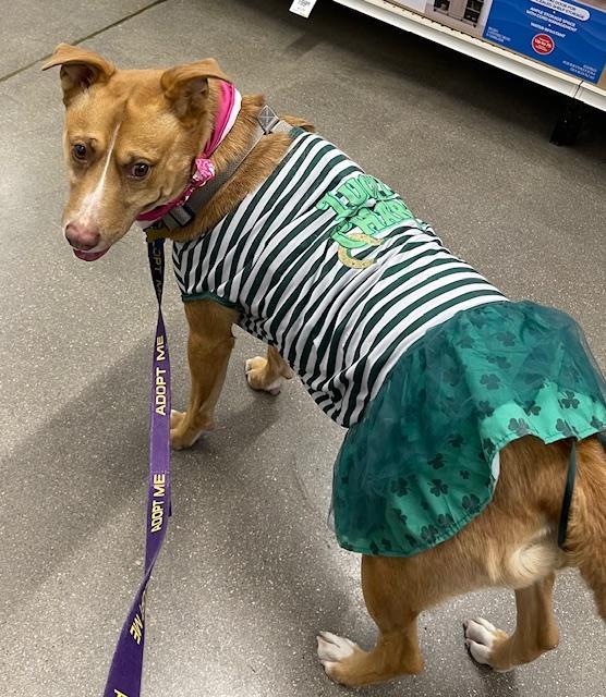 Goldie, a Adoptable mixed breed in Littleton, CO image 1/5