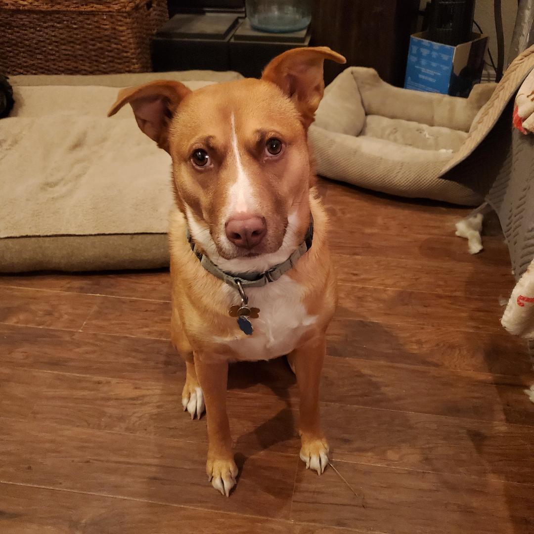 Goldie, a Adoptable mixed breed in Littleton, CO image 3/5