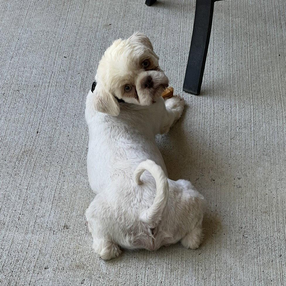 Simba, Adoptable, Young Male Shih Tzu.