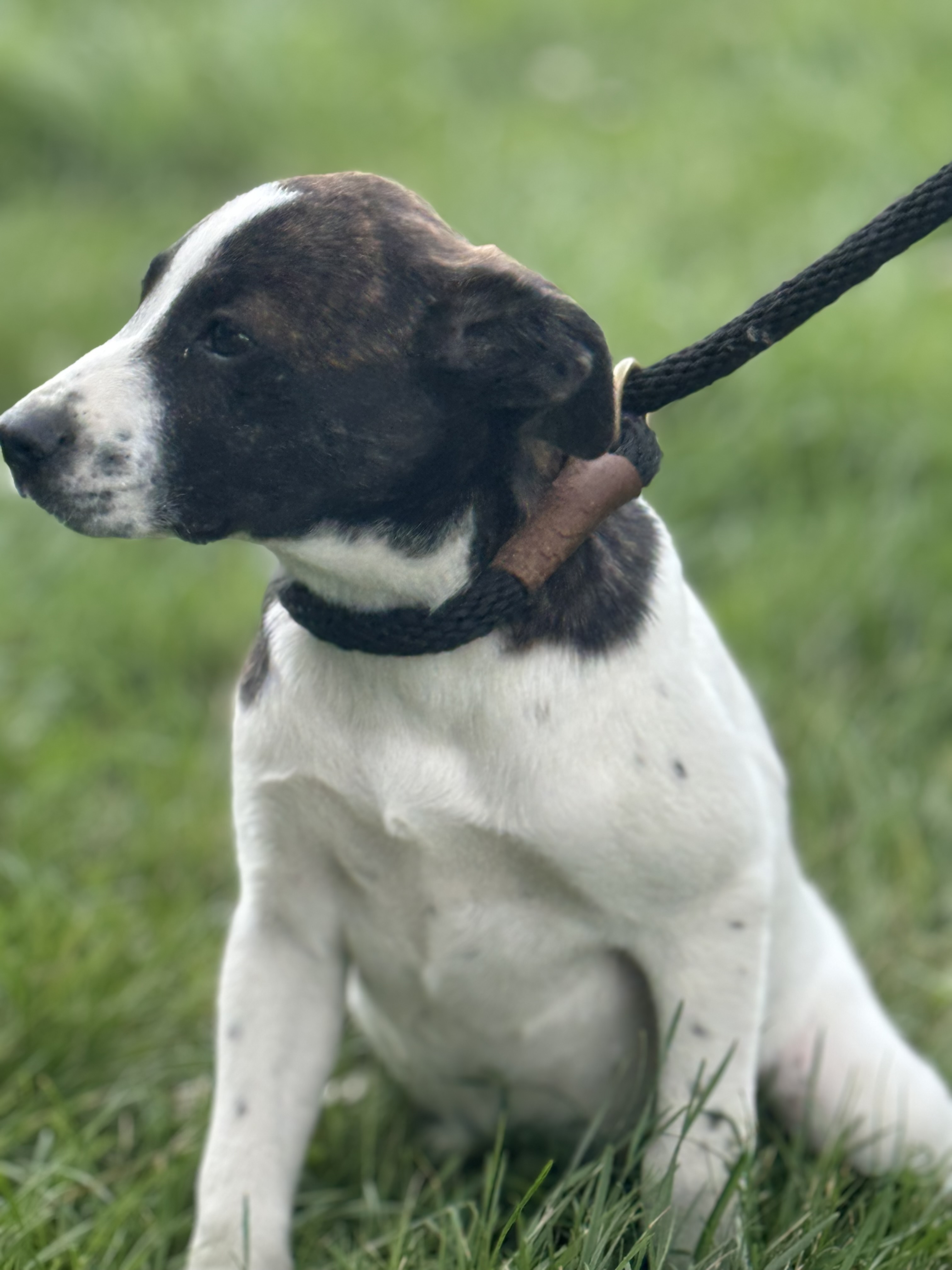 Enlarge Leia, a Adoptable mixed breed in Glenwood City, WI image 1/4