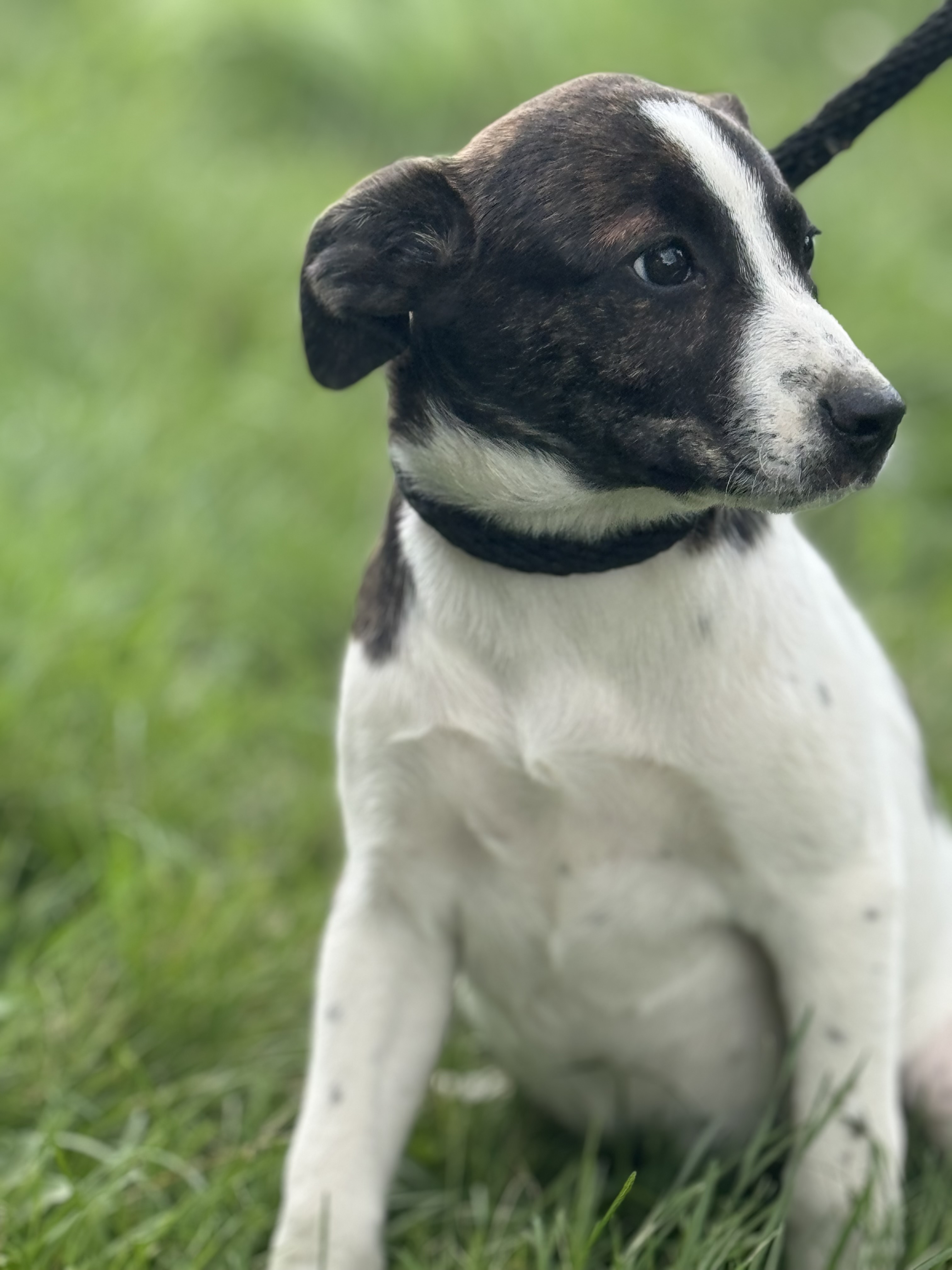 Enlarge Leia, a Adoptable mixed breed in Glenwood City, WI image 2/4