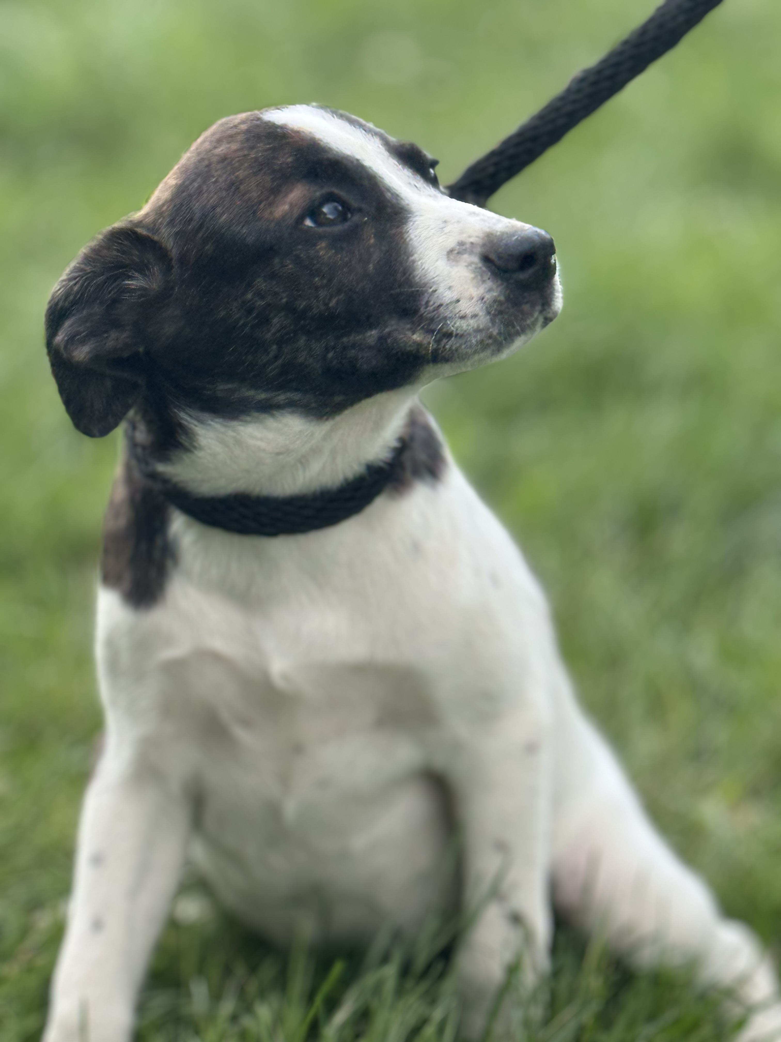 Enlarge Leia, a Adoptable mixed breed in Glenwood City, WI image 3/4