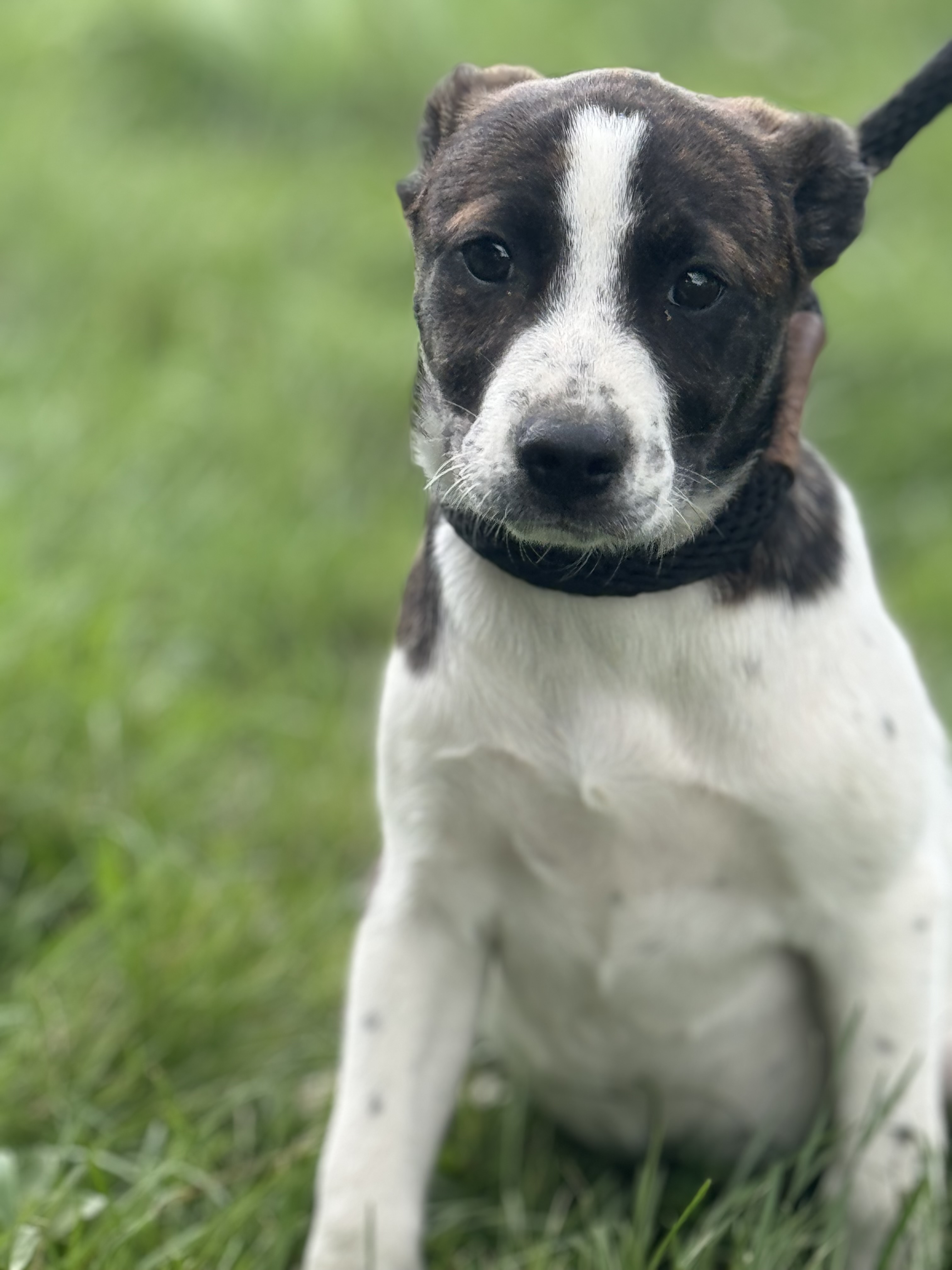 Leia photo 4