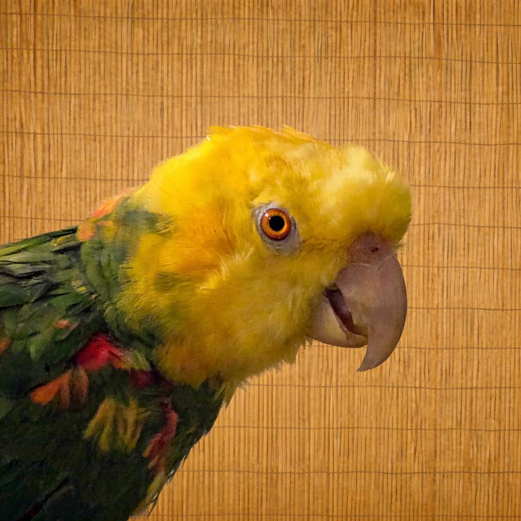Rio- F Double Yellow Headed Amazon, Adoptable, Adult Female Amazon.