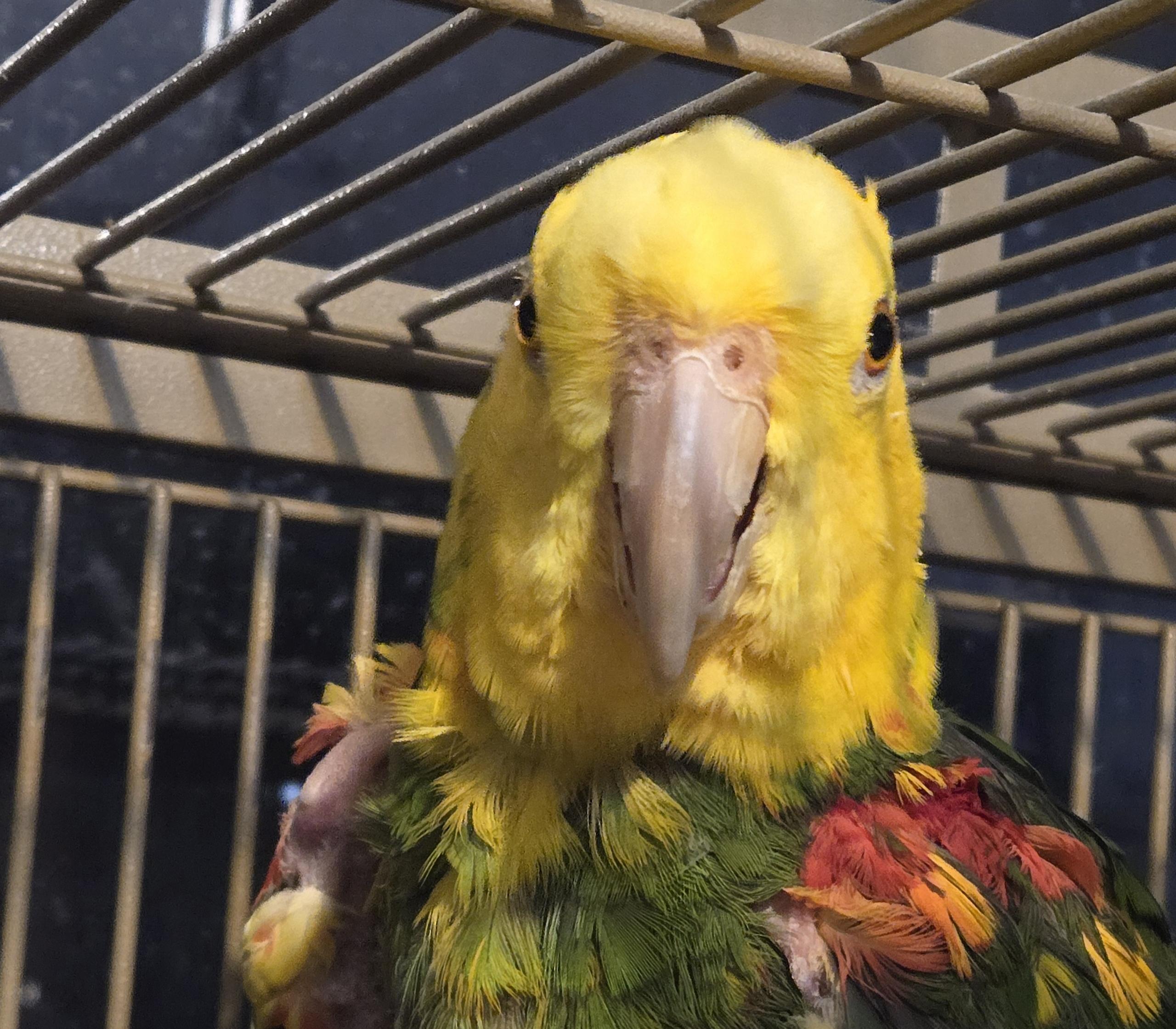 Enlarge Rio- F Double Yellow Headed Amazon, an adoptable Amazon in Vancouver, WA image 3/6