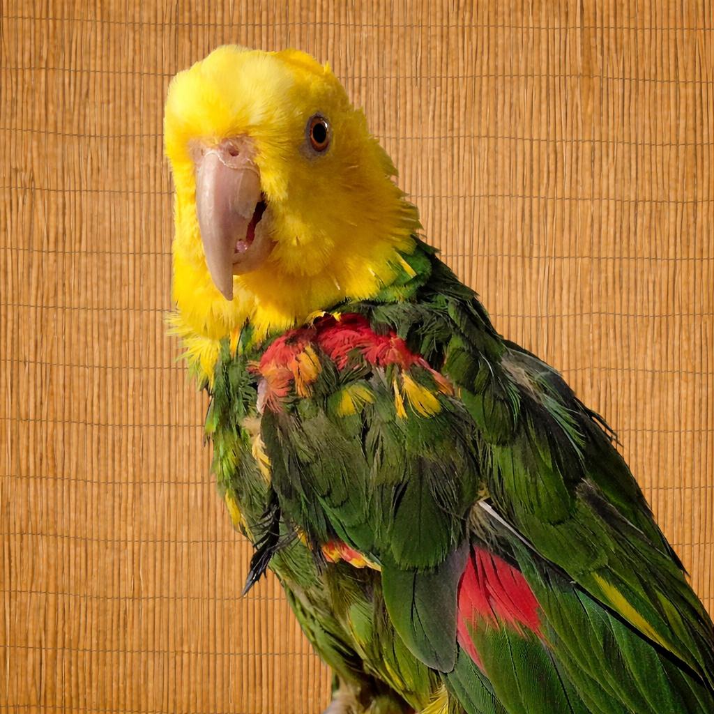 Enlarge Rio- F Double Yellow Headed Amazon, an adoptable Amazon in Vancouver, WA image 6/6