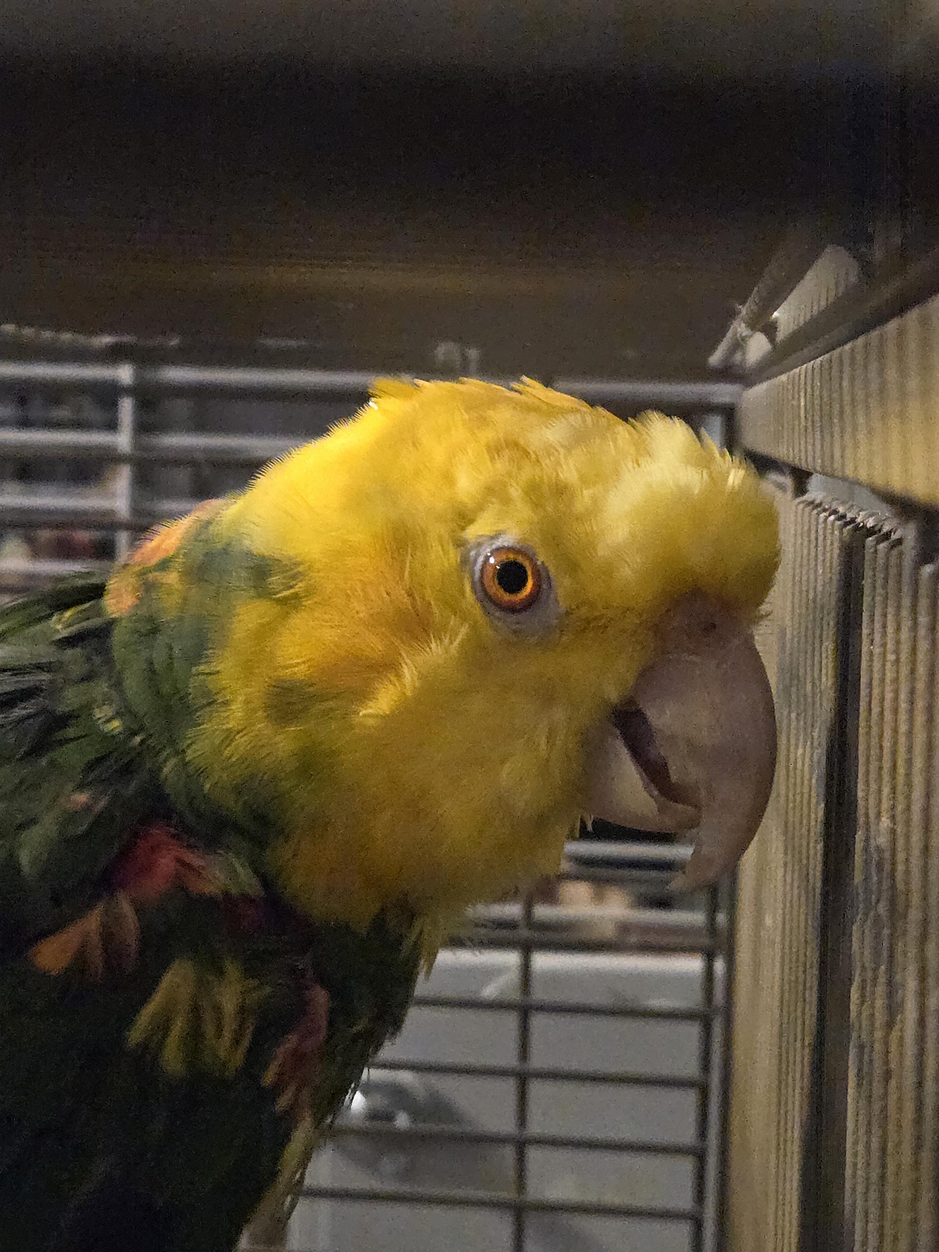 Enlarge Rio- F Double Yellow Headed Amazon, an adoptable Amazon in Vancouver, WA image 4/6