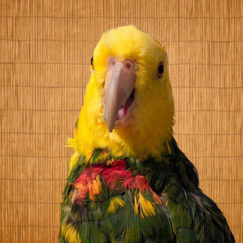 Enlarge Rio- F Double Yellow Headed Amazon, an adoptable Amazon in Vancouver, WA image 5/6