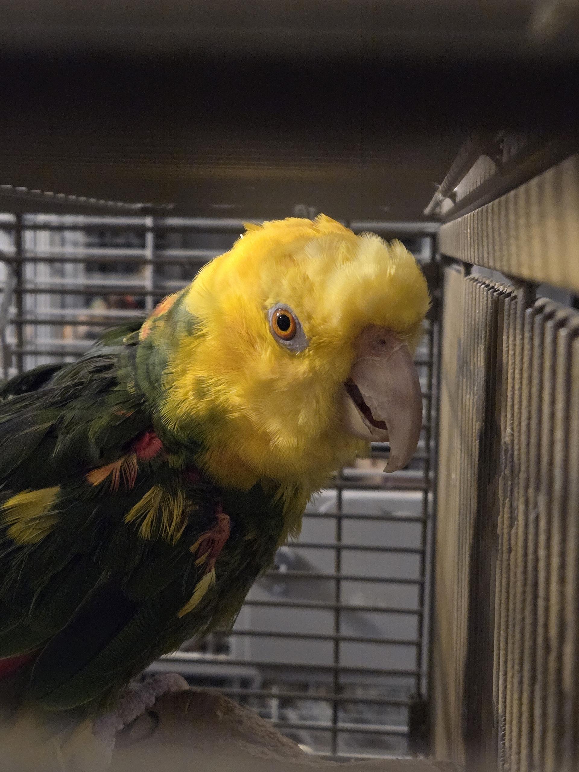 Enlarge Rio- F Double Yellow Headed Amazon, an adoptable Amazon in Vancouver, WA image 5/6