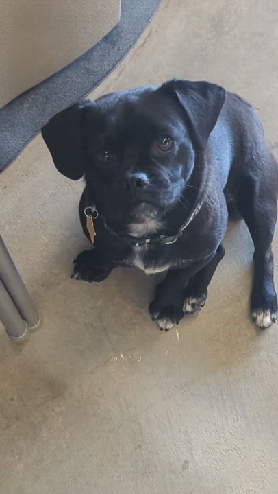 Enlarge Pugsley, a Adopted mixed breed in Dewey, AZ video 2/3