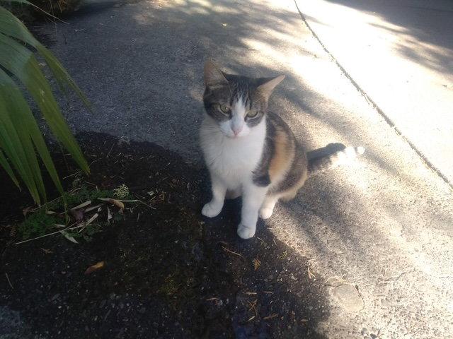 Billie (courtesy), Adoptable, Adult Female Domestic Short Hair.