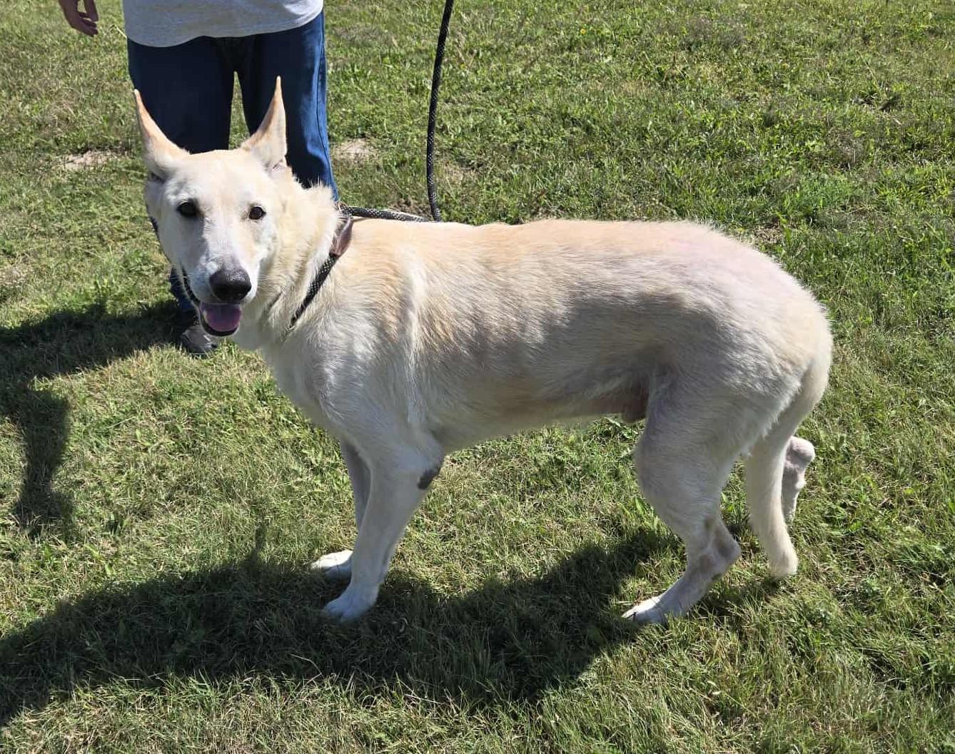 Bolt, an adoptable German Shepherd Dog in Larned, KS, 67550 | Photo Image 5