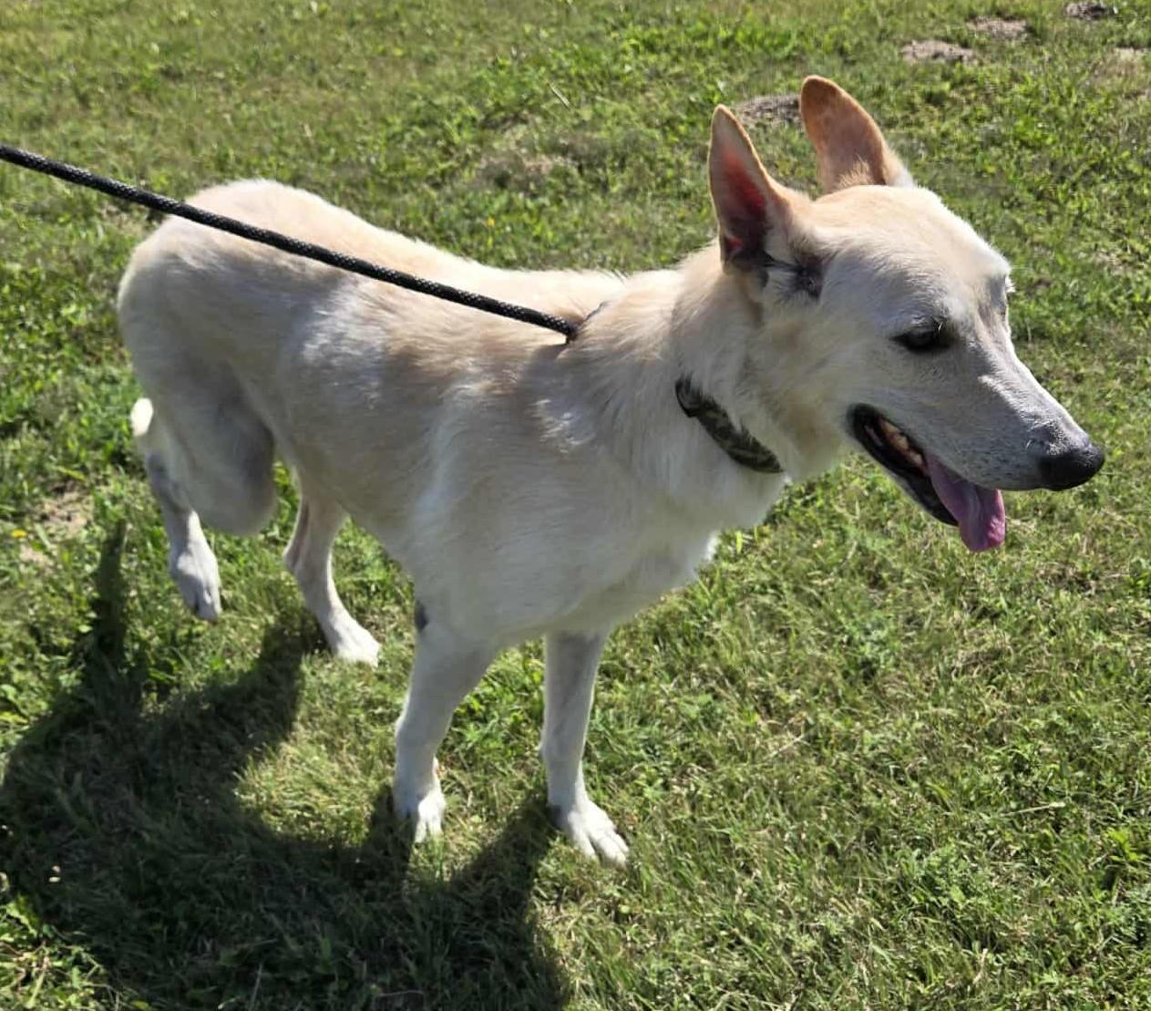 Bolt, an adoptable German Shepherd Dog in Larned, KS, 67550 | Photo Image 4