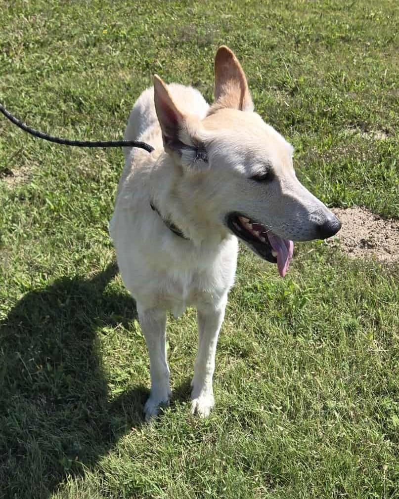 Bolt, an adoptable German Shepherd Dog in Larned, KS, 67550 | Photo Image 3