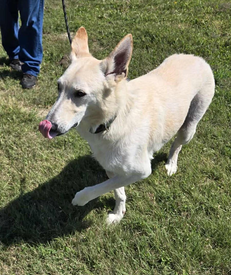 Bolt, an adoptable German Shepherd Dog in Larned, KS, 67550 | Photo Image 2