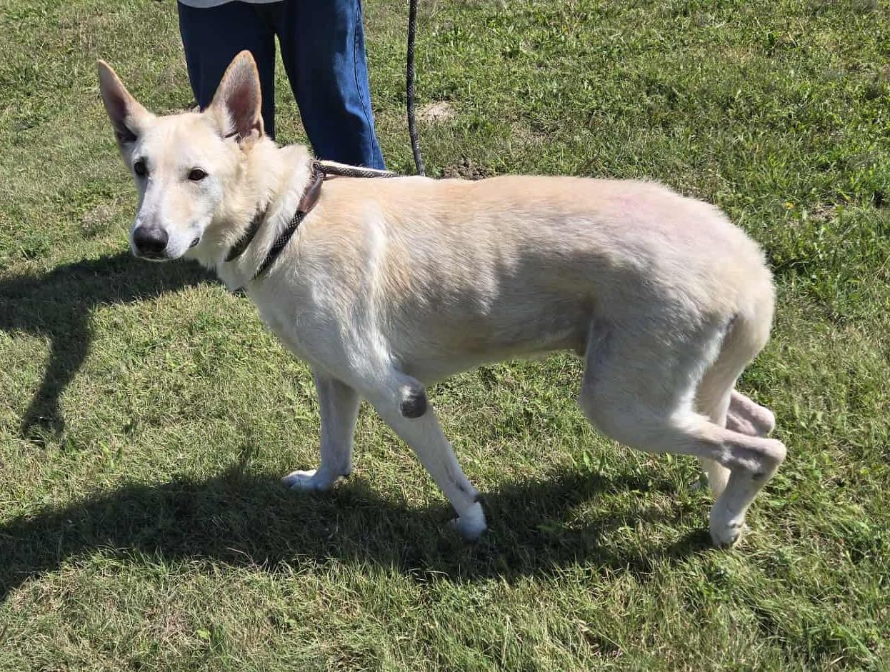 Bolt, an adoptable German Shepherd Dog in Larned, KS, 67550 | Photo Image 1