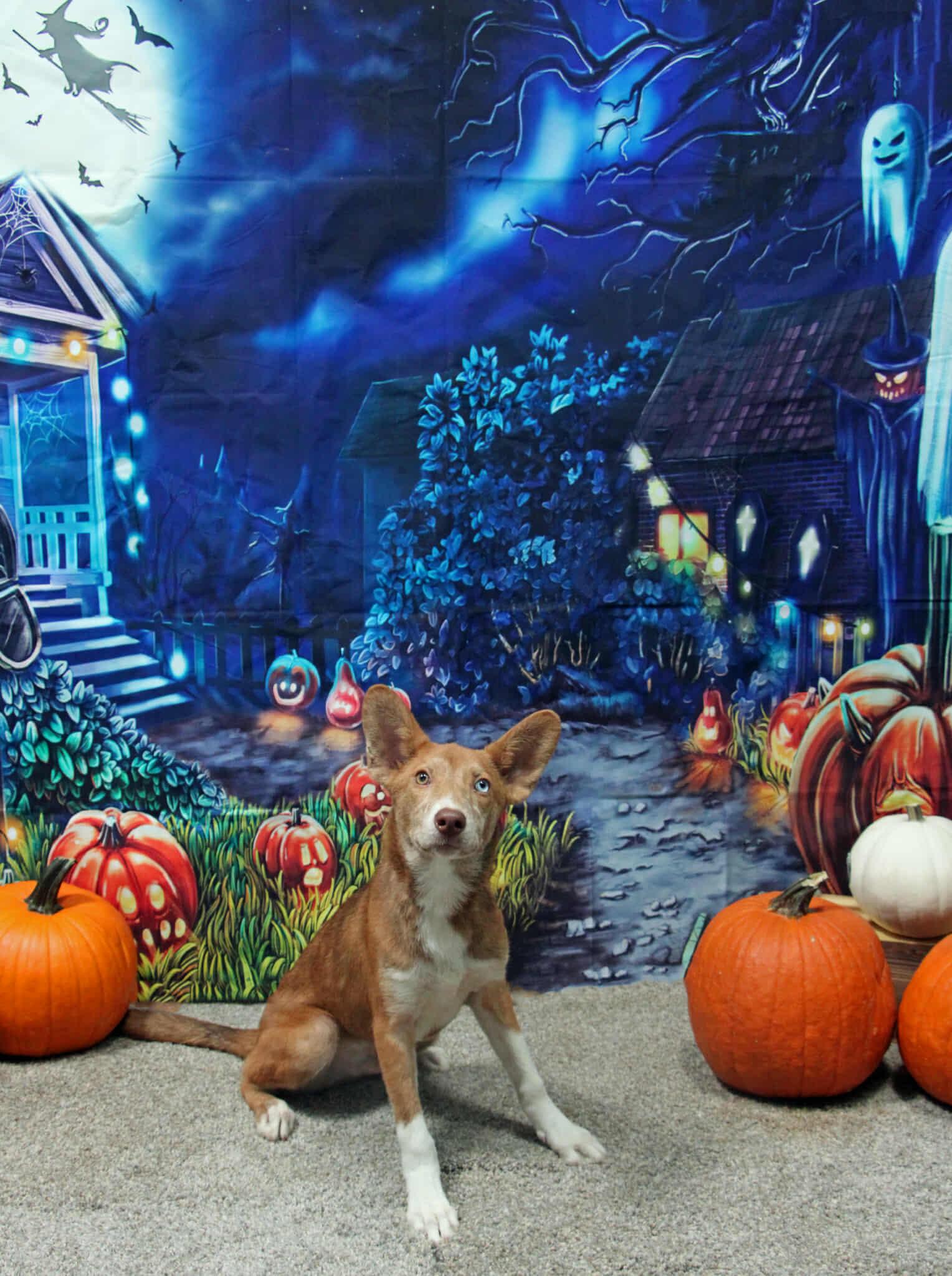 Sami, Adoptable, Young Male Siberian Husky & Mixed Breed.