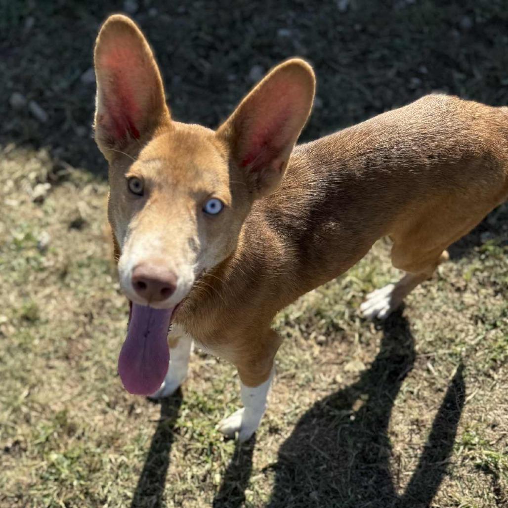 Enlarge Sami, a Adoptable mixed breed in Graham, TX image 2/5