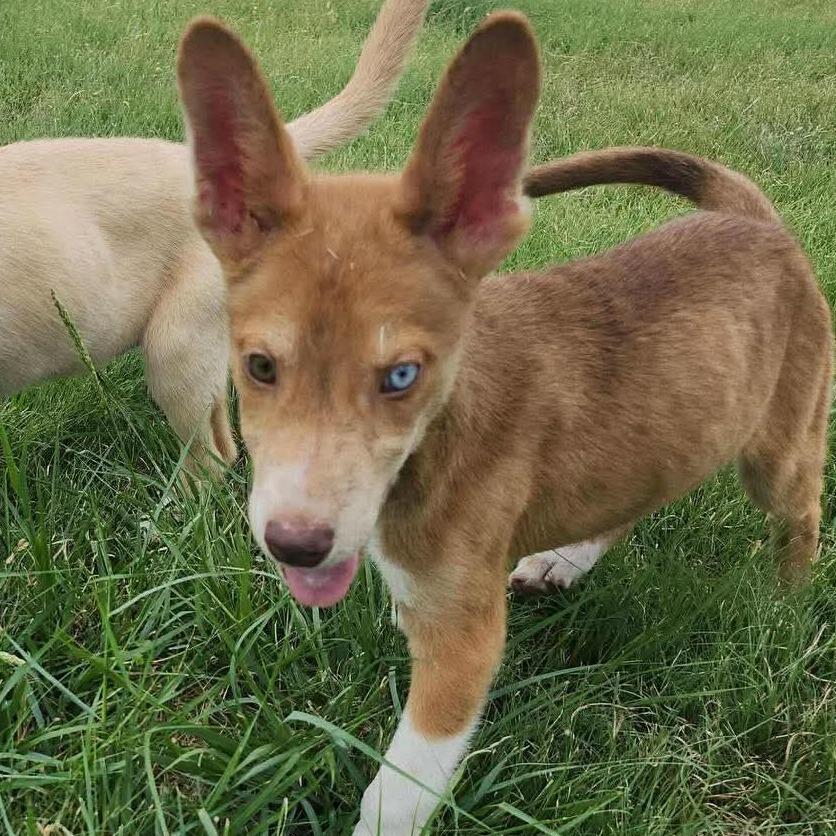 Sami, a Adoptable mixed breed in Graham, TX image 3/5