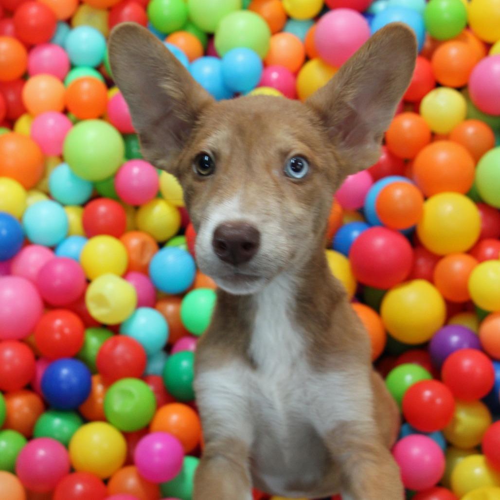 Sami, a Adoptable mixed breed in Graham, TX image 2/5