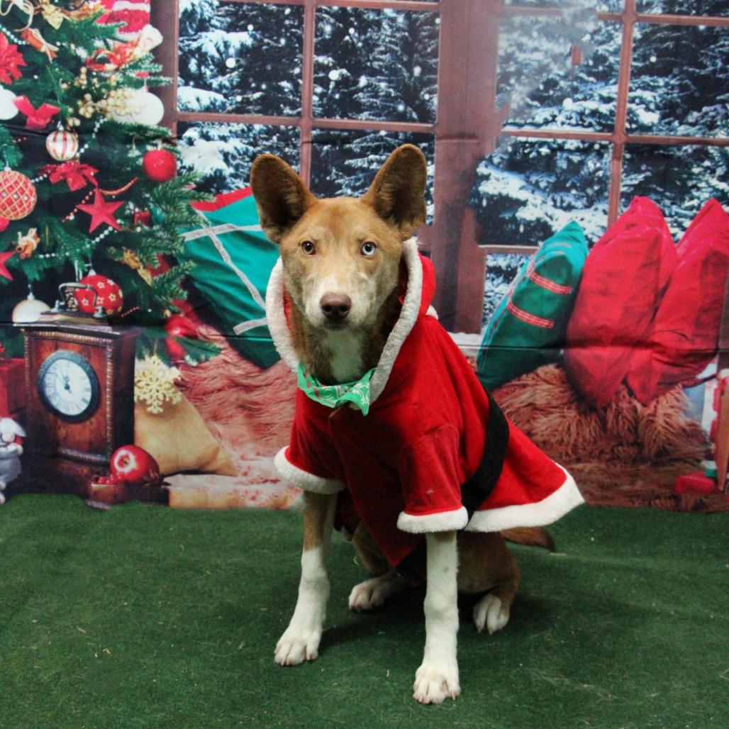 Enlarge Sami, a Adoptable mixed breed in Graham, TX image 1/5