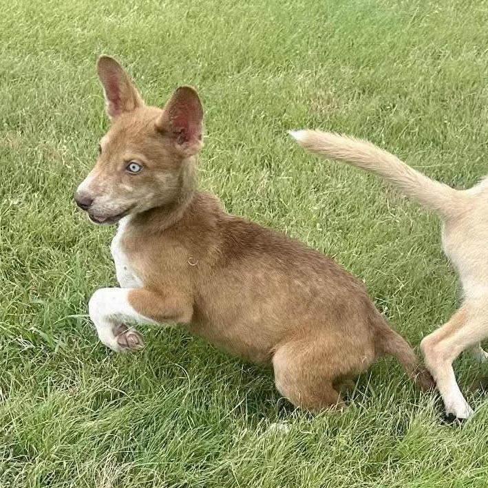 Sami, a Adoptable mixed breed in Graham, TX image 4/5