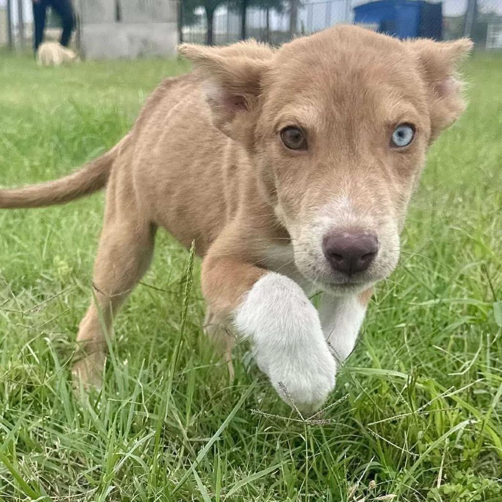 Sami, a Adoptable mixed breed in Graham, TX image 5/5