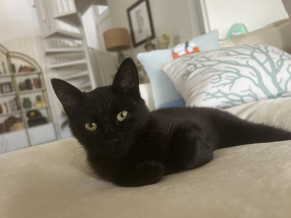 Dr. Kat, Adoptable, Kitten Female Domestic Medium Hair.