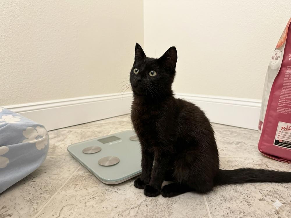 Enlarge Dr. Kat, a Adoptable Domestic Medium Hair in Saint Augustine, FL image 2/5