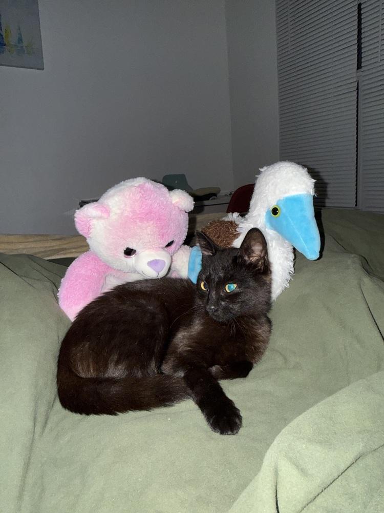 Enlarge Dr. Kat, a Adoptable Domestic Medium Hair in Saint Augustine, FL image 3/5