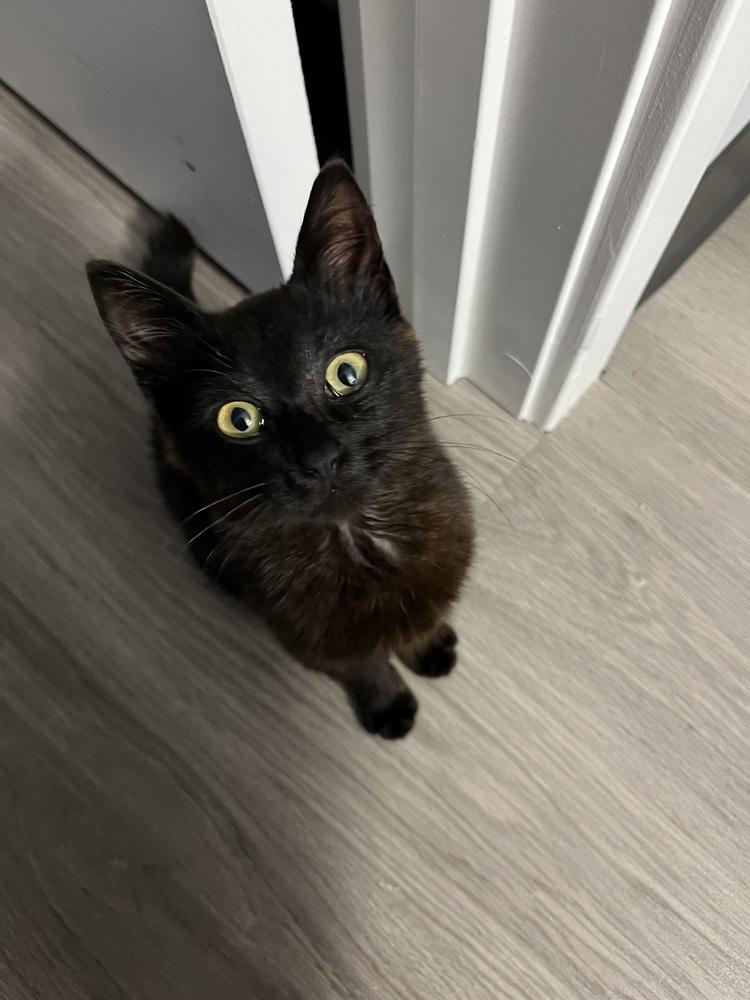 Enlarge Dr. Kat, a Adoptable Domestic Medium Hair in Saint Augustine, FL image 5/5