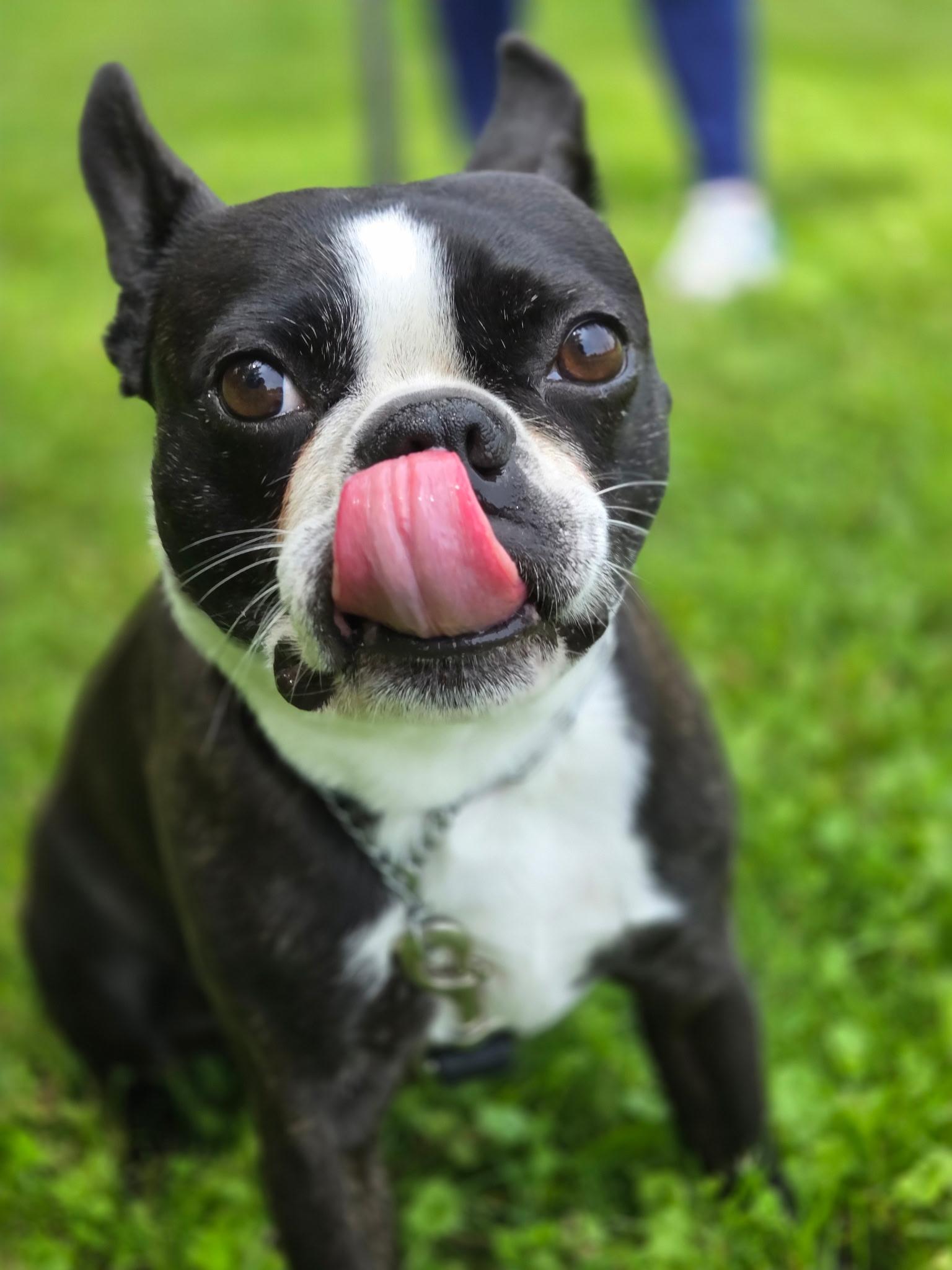 Enlarge Zeus, an adopted Boston Terrier in Vernon Hills, IL image 3/4