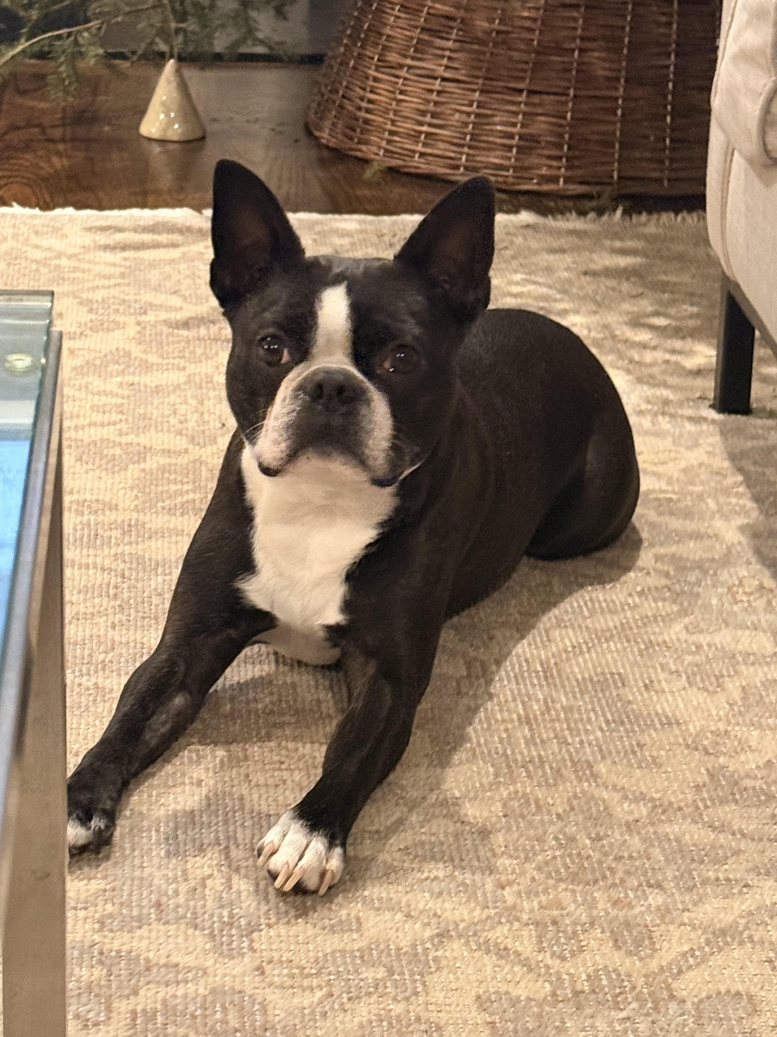 Enlarge Zeus, an adopted Boston Terrier in Vernon Hills, IL image 2/4