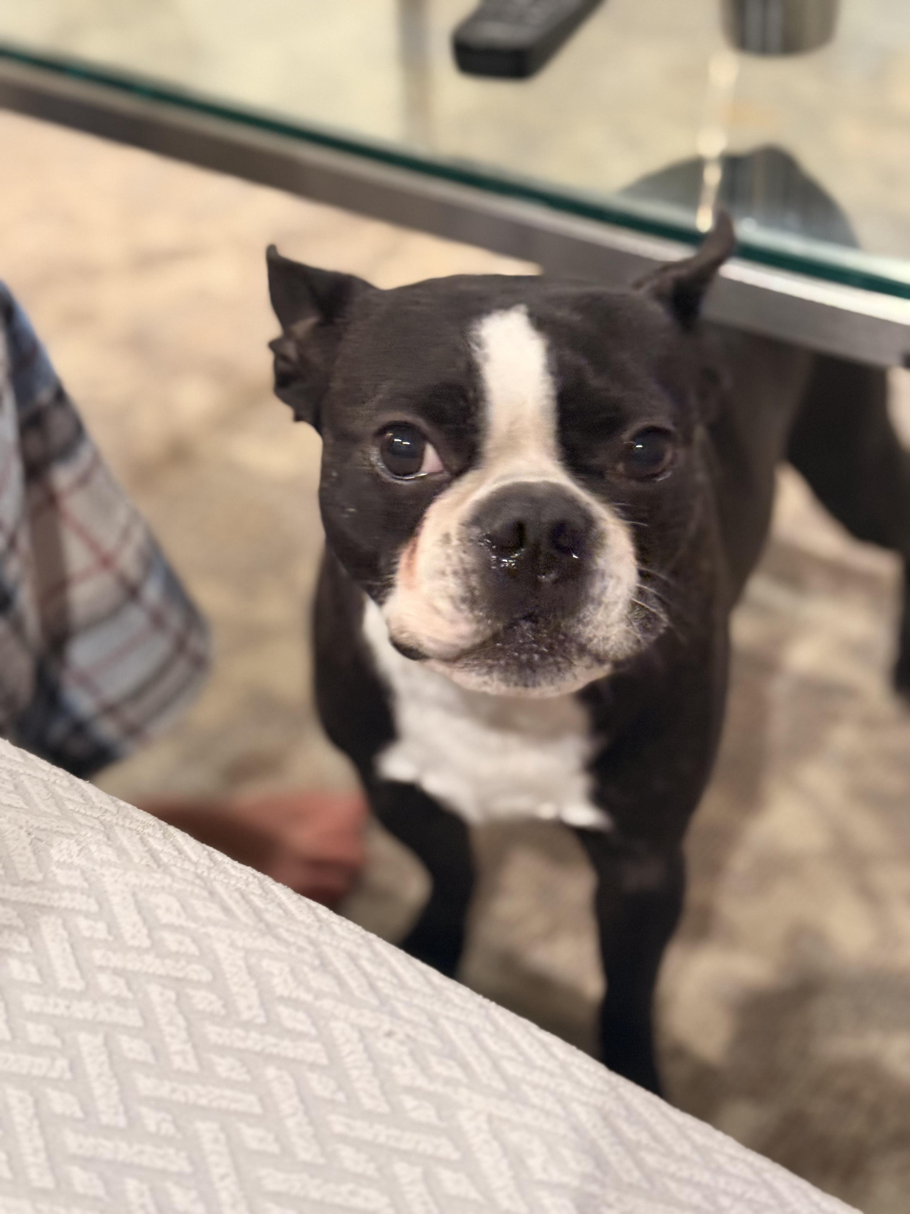 Enlarge Zeus, an adopted Boston Terrier in Vernon Hills, IL image 4/4