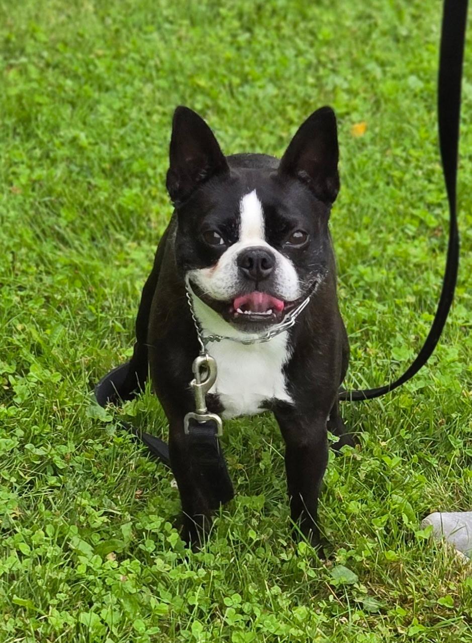 Zeus, adopted, Adult Male Boston Terrier.