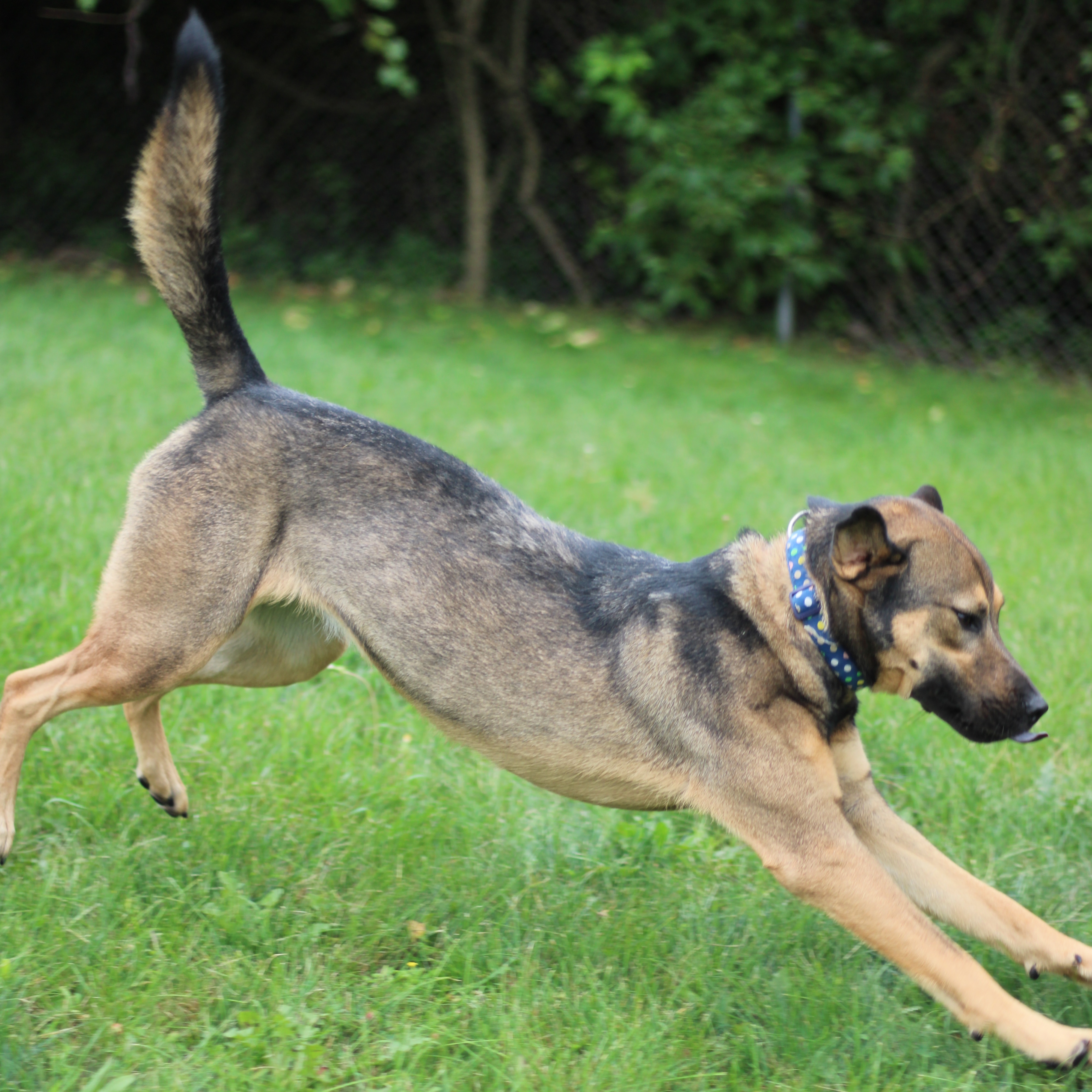 Enlarge Yzma, a Adoptable mixed breed in Battle Creek, MI image 3/4