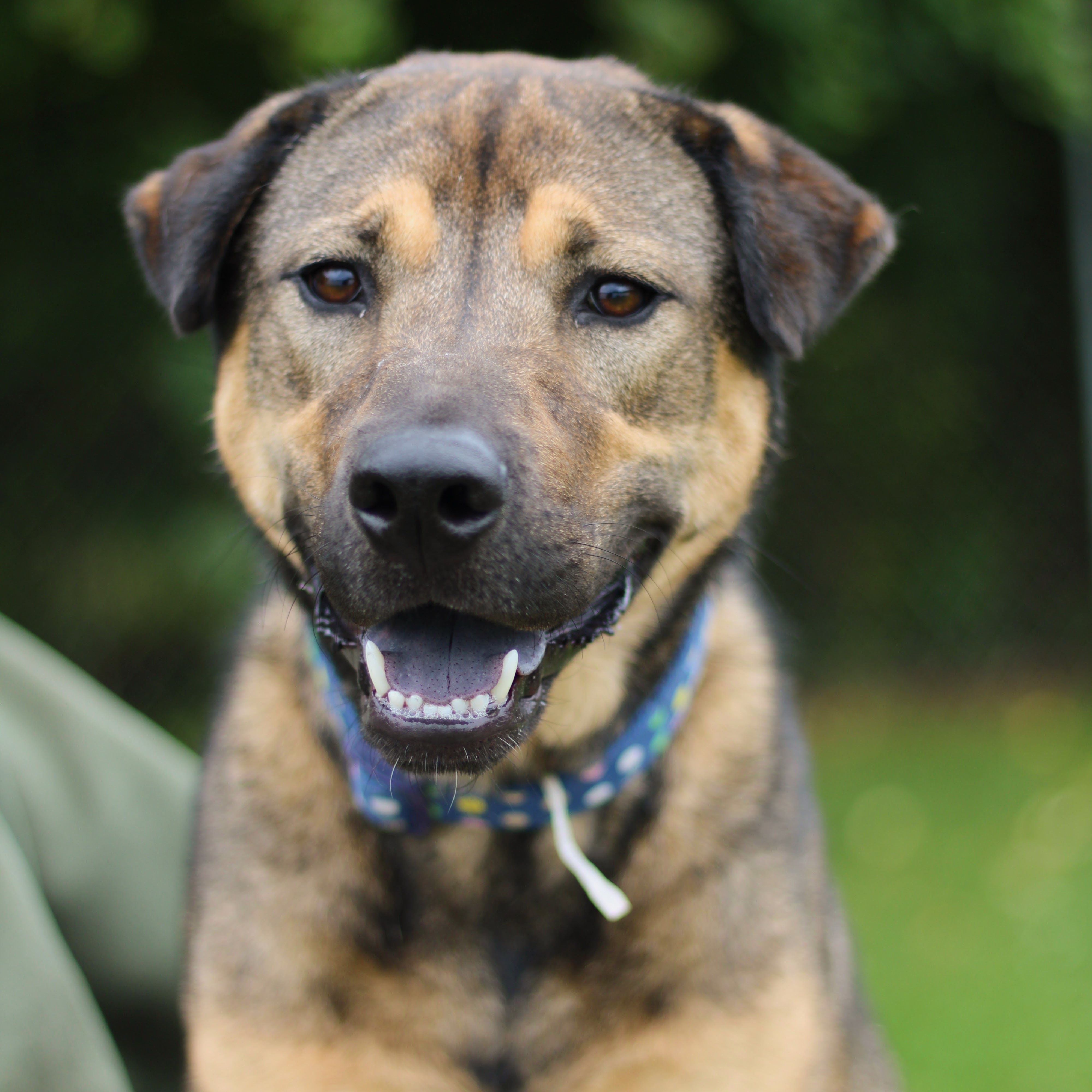 Yzma, Adoptable, Adult Female Shar-Pei & Shepherd.