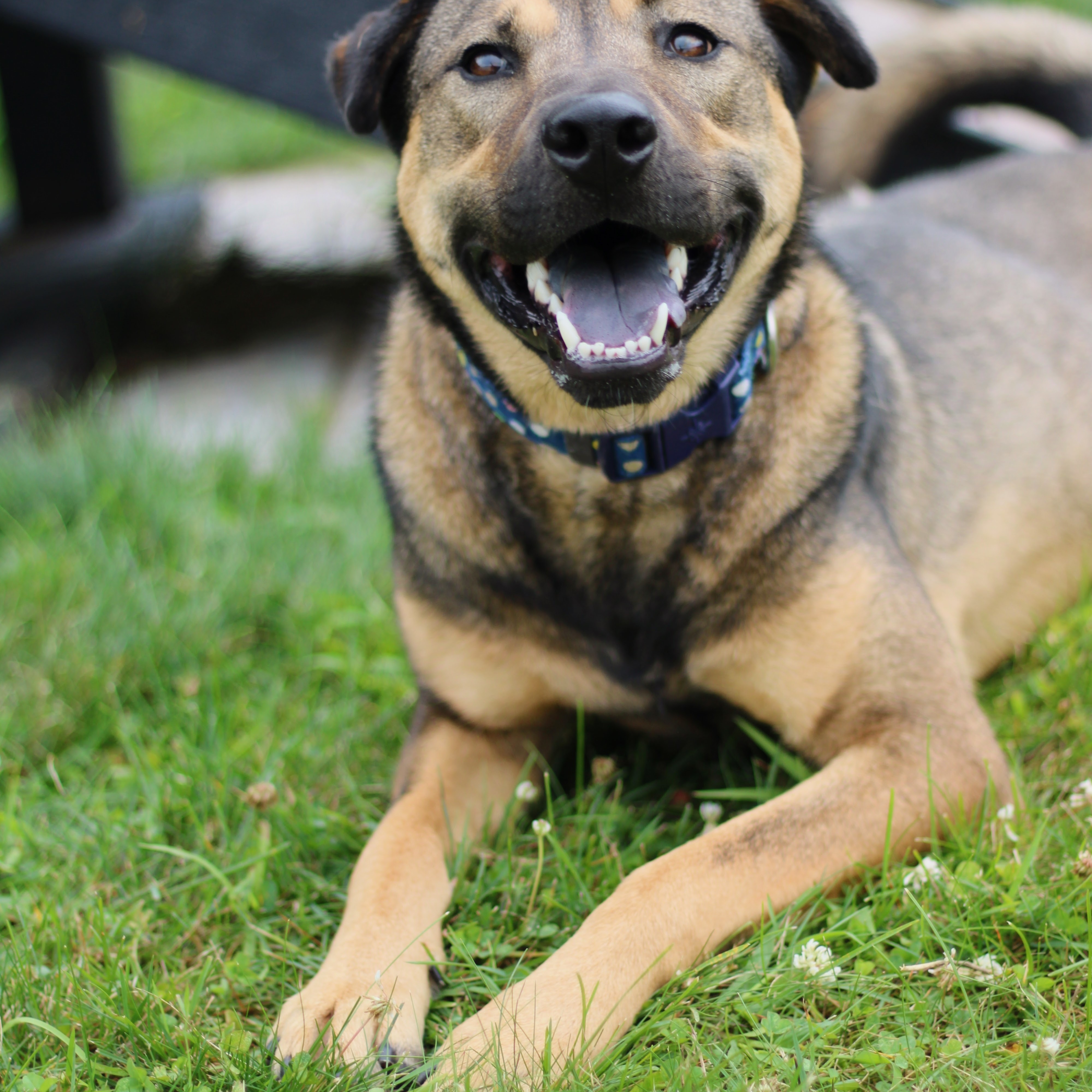 Enlarge Yzma, a Adoptable mixed breed in Battle Creek, MI image 2/4