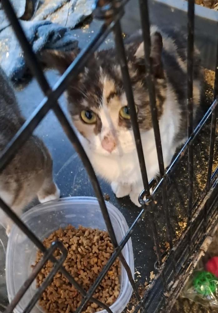 Anjeli, Adoptable, Adult Female Domestic Short Hair.