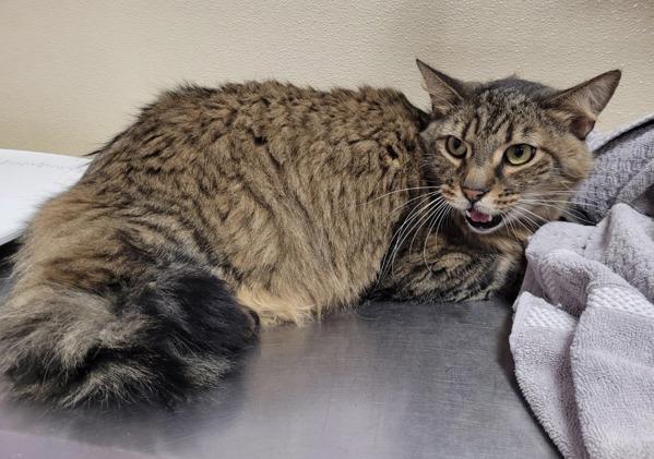 Jack, Adoptable, Senior Male Domestic Long Hair.