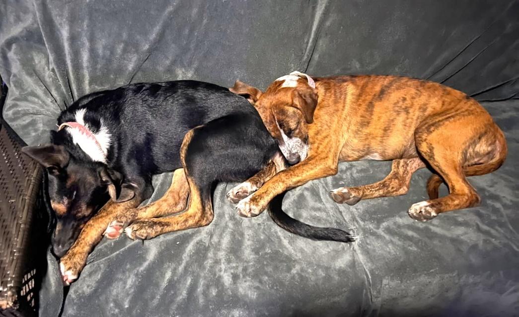 Little Lady & Lucky