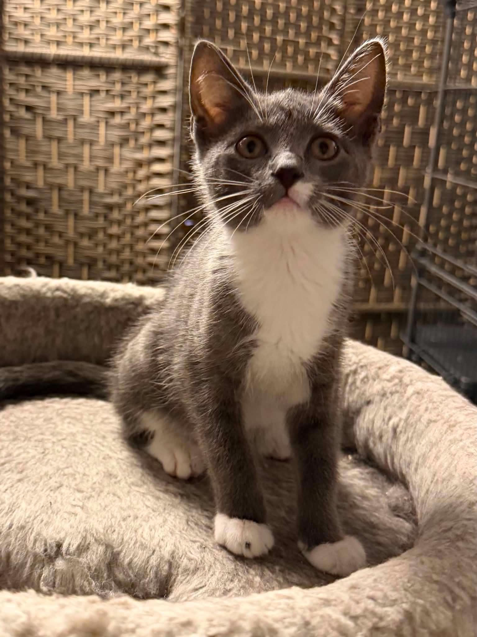 Patrick, adopted, Kitten Male Domestic Short Hair.