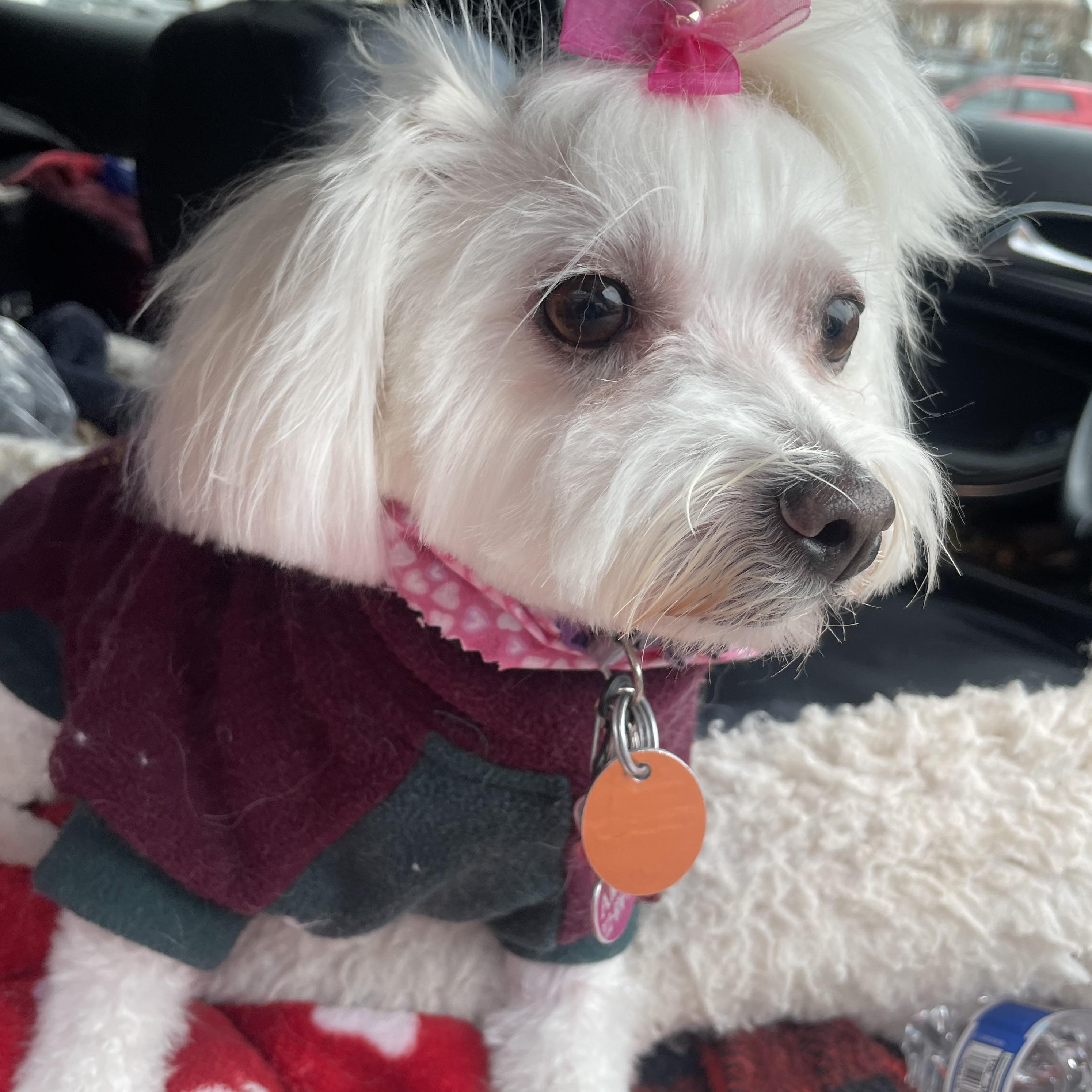 Enlarge Francesca, a Adoptable Maltese in Fort Bragg, CA image 1/5