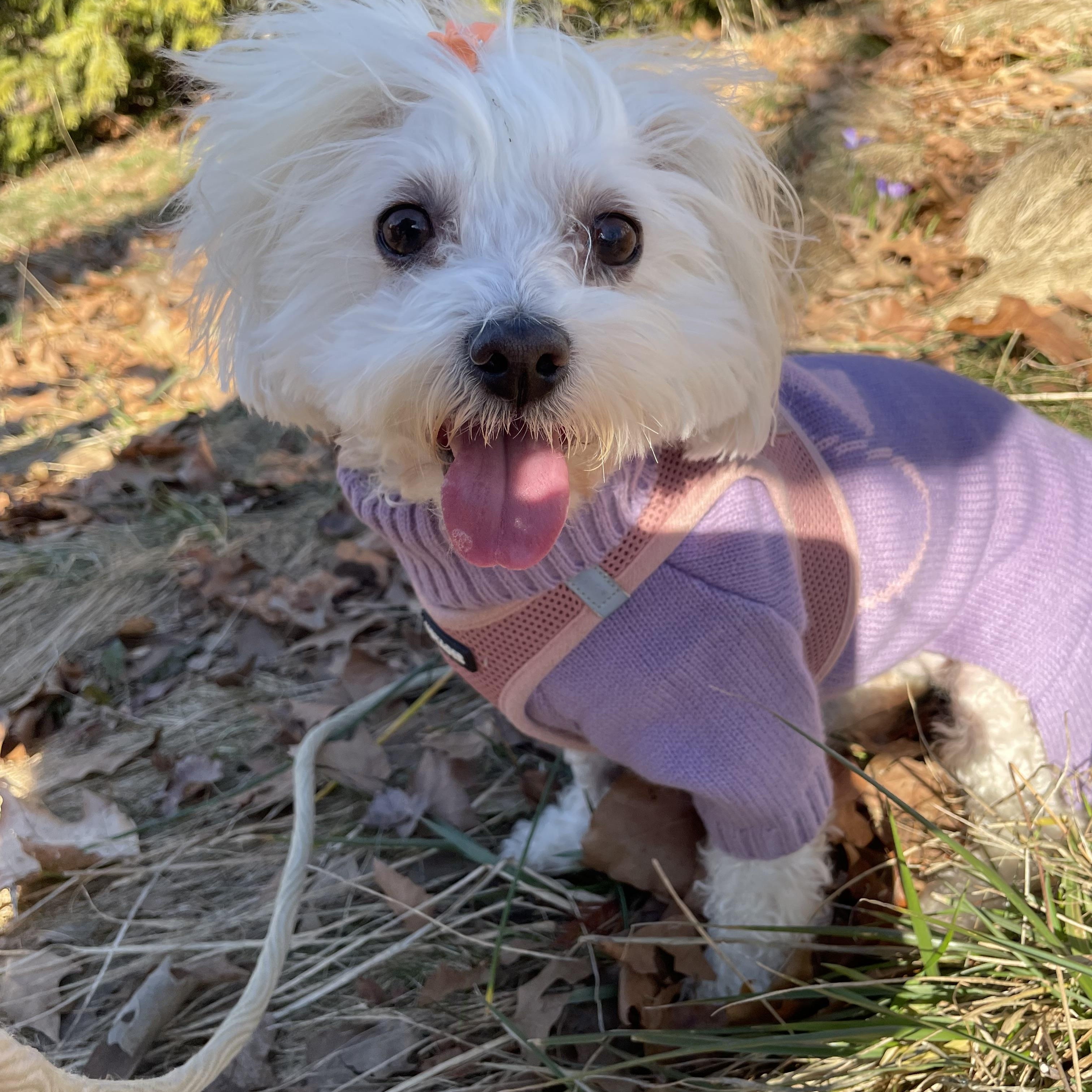 Enlarge Francesca, a Adoptable Maltese in Fort Bragg, CA image 3/5