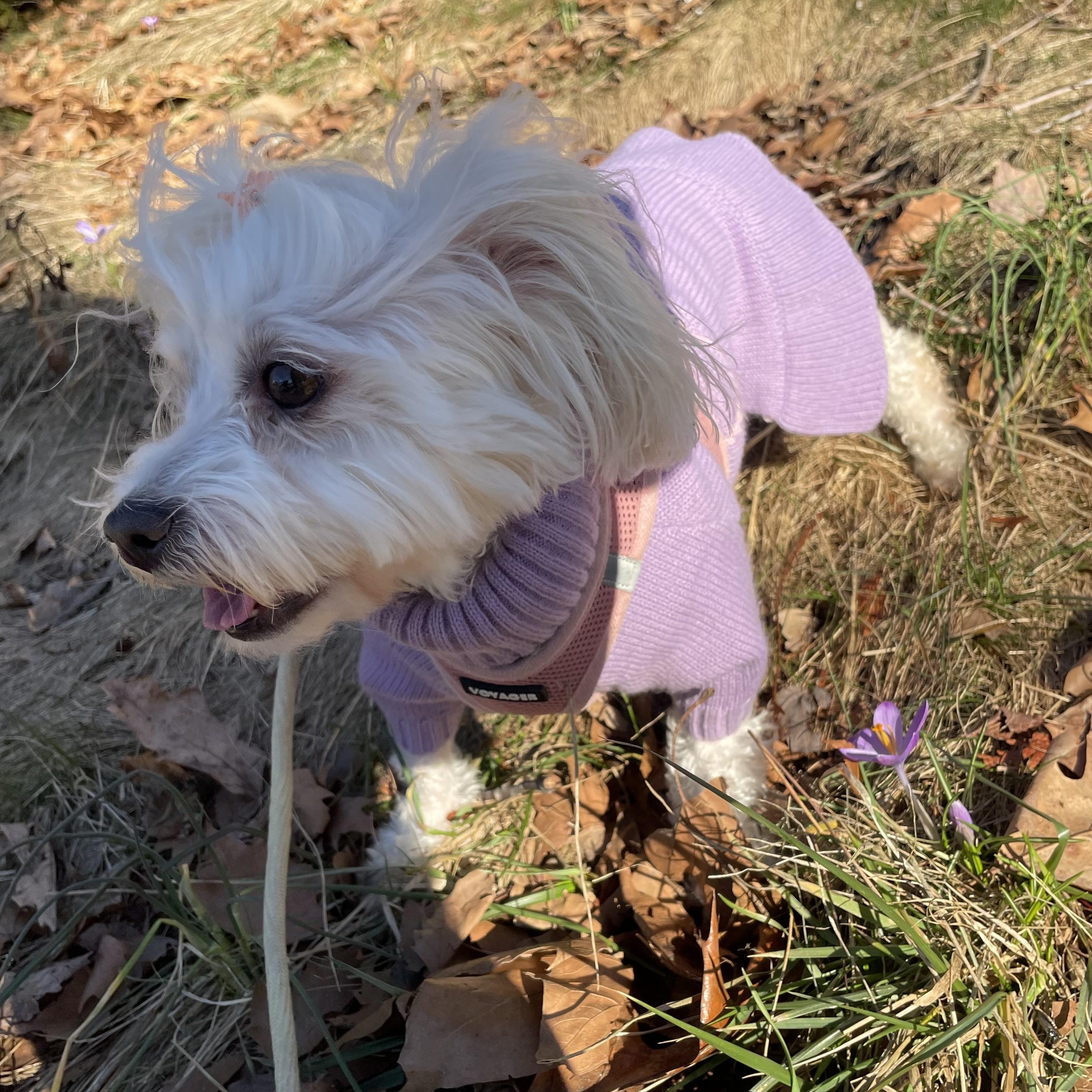 Enlarge Francesca, a Adoptable Maltese in Fort Bragg, CA image 5/5