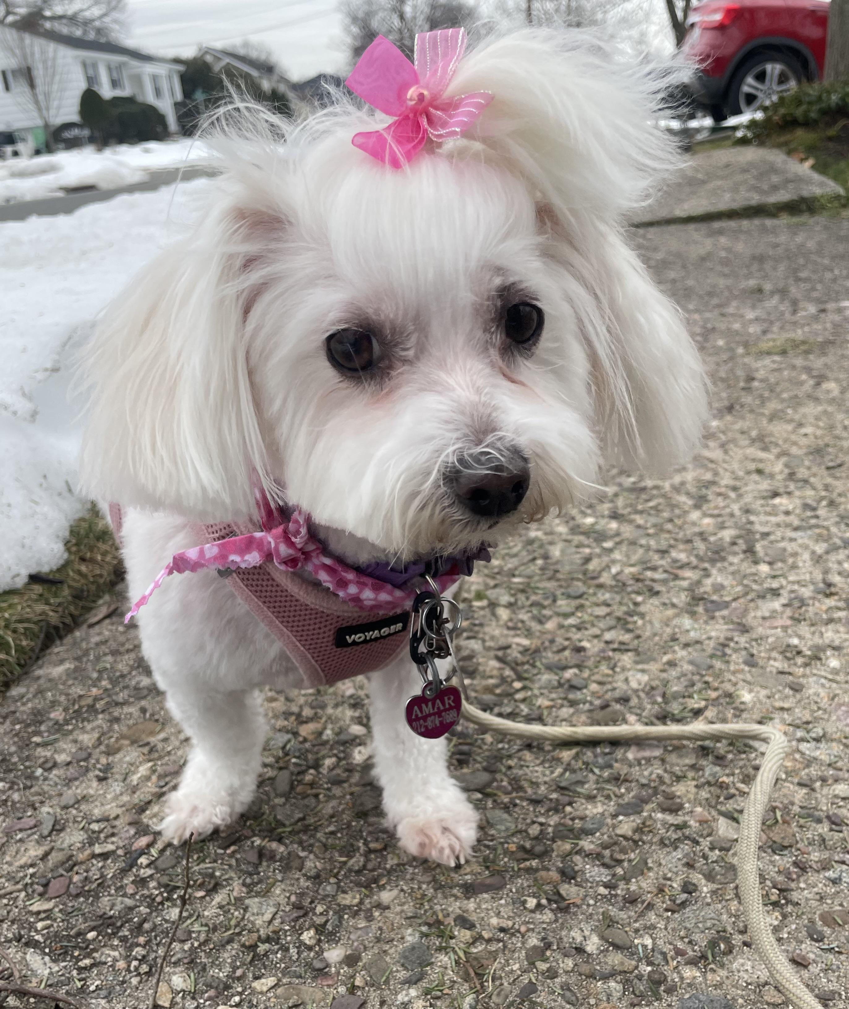 Enlarge Francesca, a Adoptable Maltese in Fort Bragg, CA image 2/5