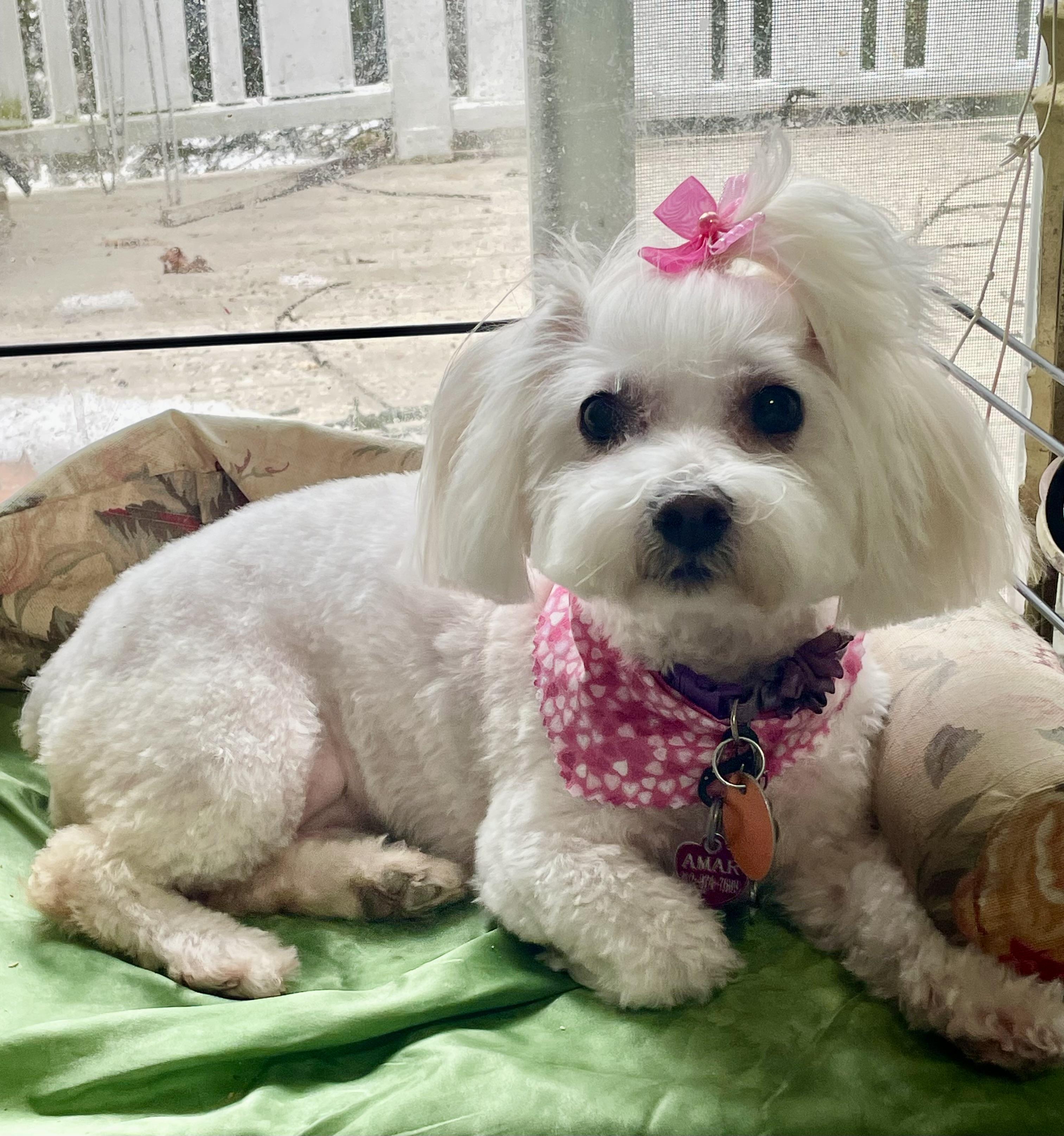 Enlarge Francesca, a Adoptable Maltese in Fort Bragg, CA image 4/5
