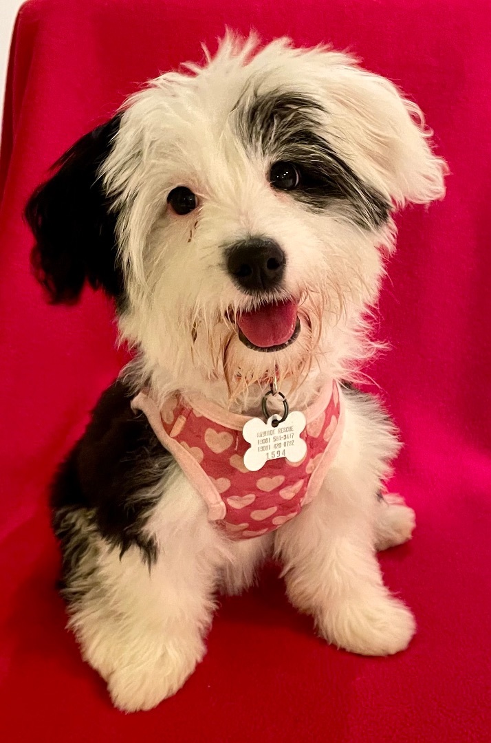 Skade (Sadie) - Adopted 5