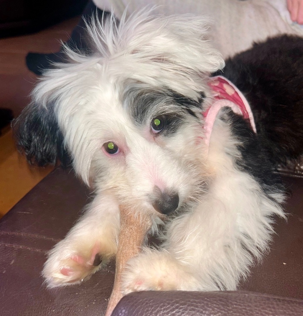Skade (Sadie) - Adopted 4