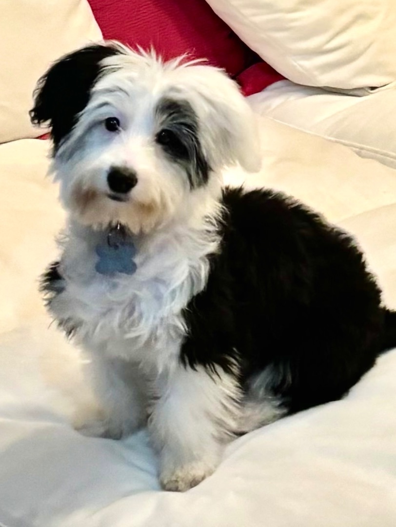 Skade (Sadie) - Adopted 6